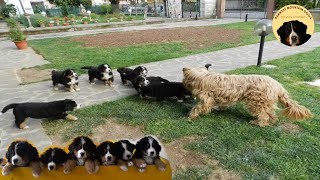 DOG BABYSITTED 9 BERNESE MOUNTAIN DOG PUPPIES! Masha's puppies