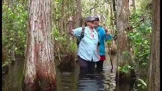 Swamp walk information and to make reservations:
https://clydebutcher.com/big-cypress/swamp-walks/ behind clyde
butcher's big cypress gallery go on a guided ...