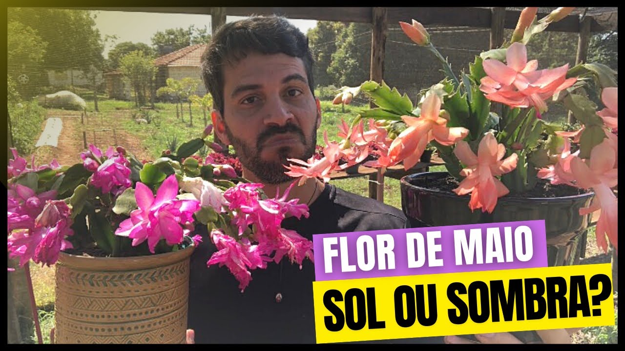 QUAL o AMBIENTE IDEAL para a FLOR DE MAIO?
