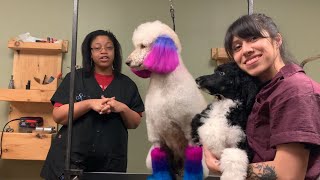 Dyeing a Standard Poodle with OPAWZ Permanent Color | 500 SUBSCRIBER GIVEAWAY