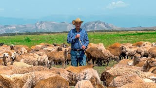 : Life Of Azerbaijani Shepherds! We Milk The Sheep For Cheese And Cooking A Delicious Dinner