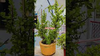 jade topiya#gardencraft#jade lucky plants#bonsaitree#homedecor#bagbani lovers 💕#my lucky plants