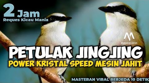 MASTERAN VIRAL JINGJING PETULAK SPEED MESIN JAHIT COCOK UNTUK MASTERAN MURAI CUCAK IJO CENDET KACER