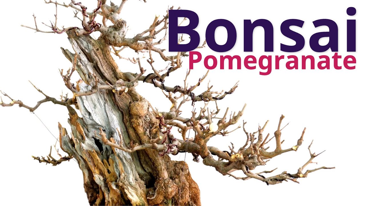 Bonsai fall work