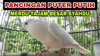 PANCINGAN Puter putih ALBINO mata merah suara BESAR,Tajam,MERDU dan SYAHDU