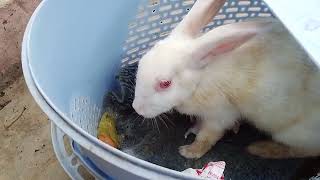 5 Days Bunny Rabbit Feeding Time #feeding #rabbits