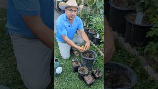 Cómo Germinar semillas de ciruela,#Comogerminarsiruela
