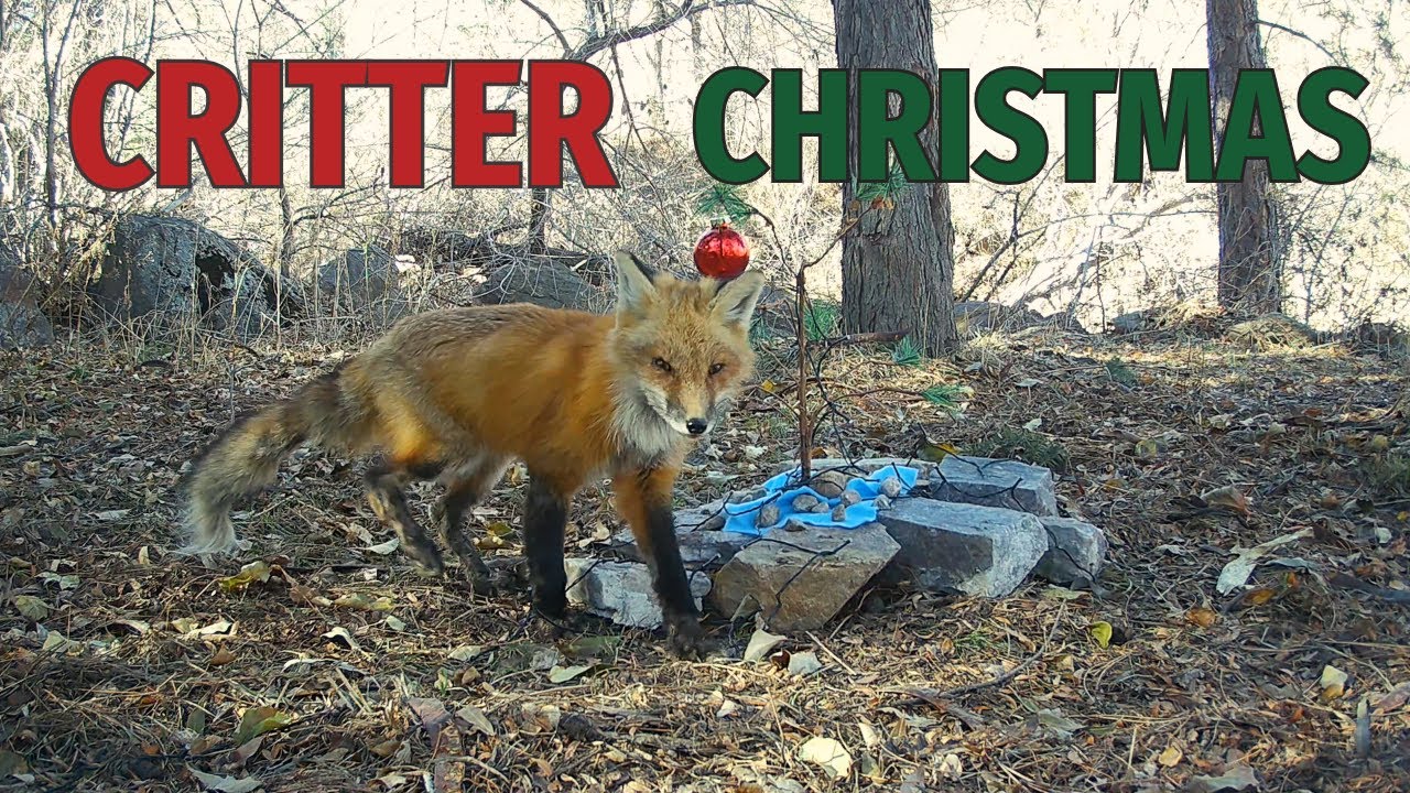 Critter Scenes - Christmas Special
