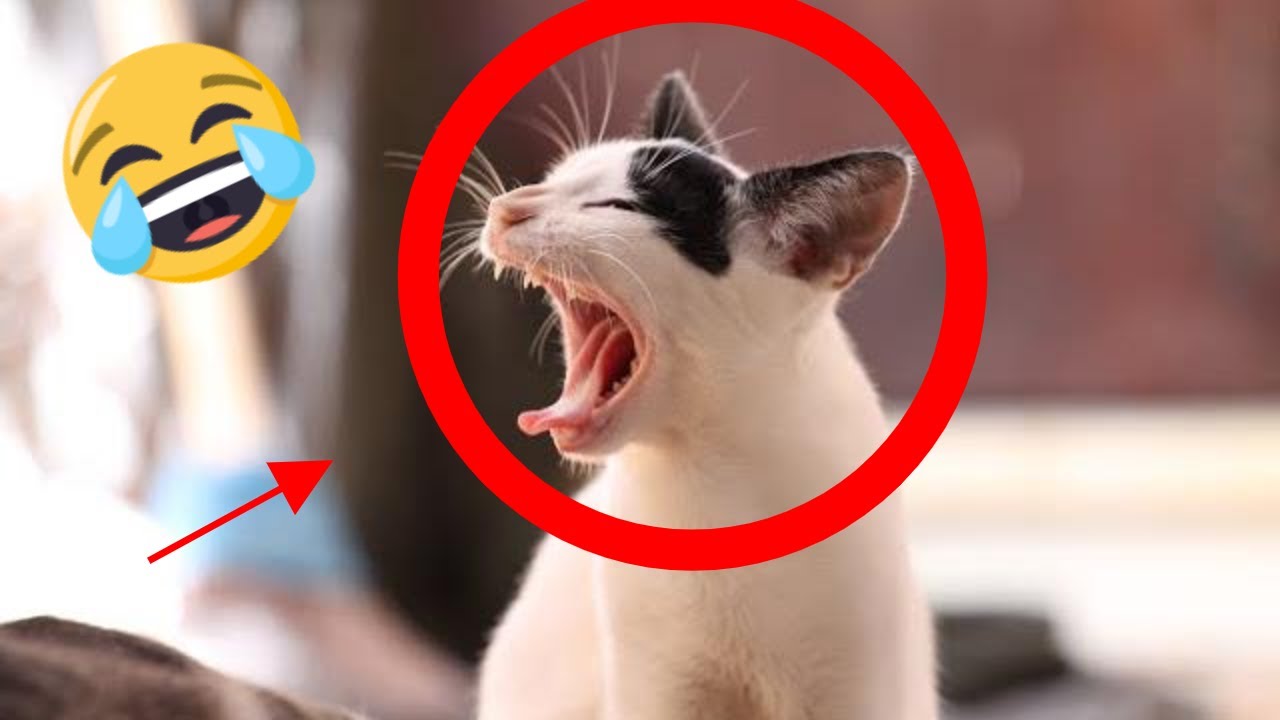 Best Funny Pets and Crazy Animals Video Compilations 2020 #26 