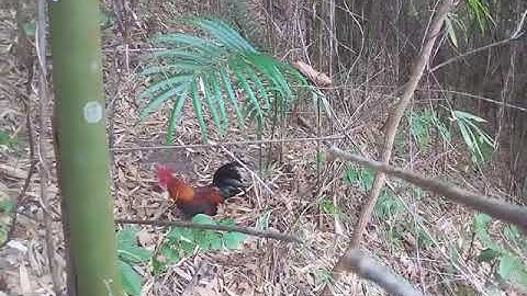 cuab qaib qus 03.24.2018