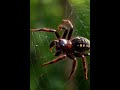 मकड़ी अपने ही जाल में क्यों नहीं फंसती? 😱 Nature का Smart Secret #shockingfacts360 #hindifacts