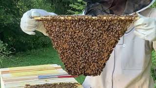 Bee Update September 3, 2025