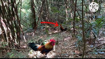 yos hav zoov mus Dib qaib qusไปต่อไก่ป่าได้ตัวนึง - 13/11/2022