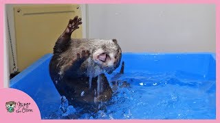 カワウソビンゴの水遊びルーティン！Otter Bingo water playing routine