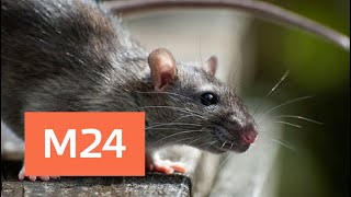 Крысы воруют пакеты с мусором на глазах у людей - Москва 24 Крысы воруют пакеты с мусором на глазах у людей - Москва 24
