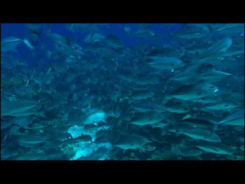 OCEAN WONDERLAND 3D - IMAX - (English)