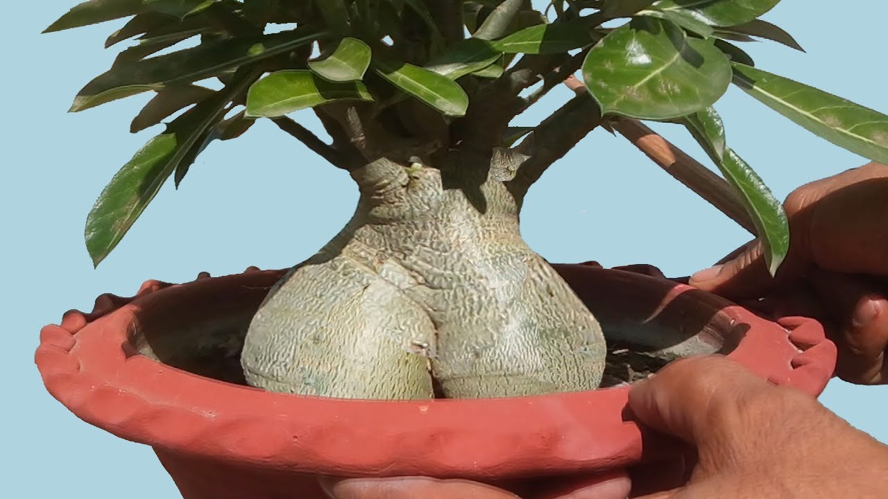 Adenium Bonsai Repotting and Training Stress and Survive (with update) YouTube