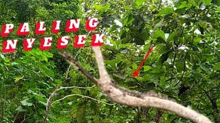pikat burung kecil paling nyesek dibulan ramadhan