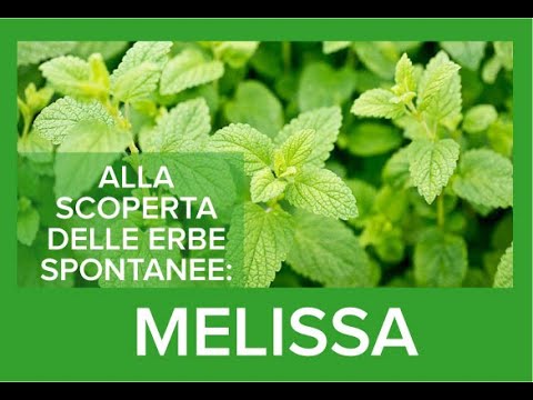 Alla scoperta delle erbe spontanee: La stupefacente Melissa