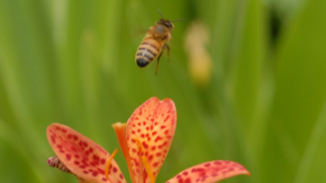 missouri farm bureau health insurance The Professional Pollinator
