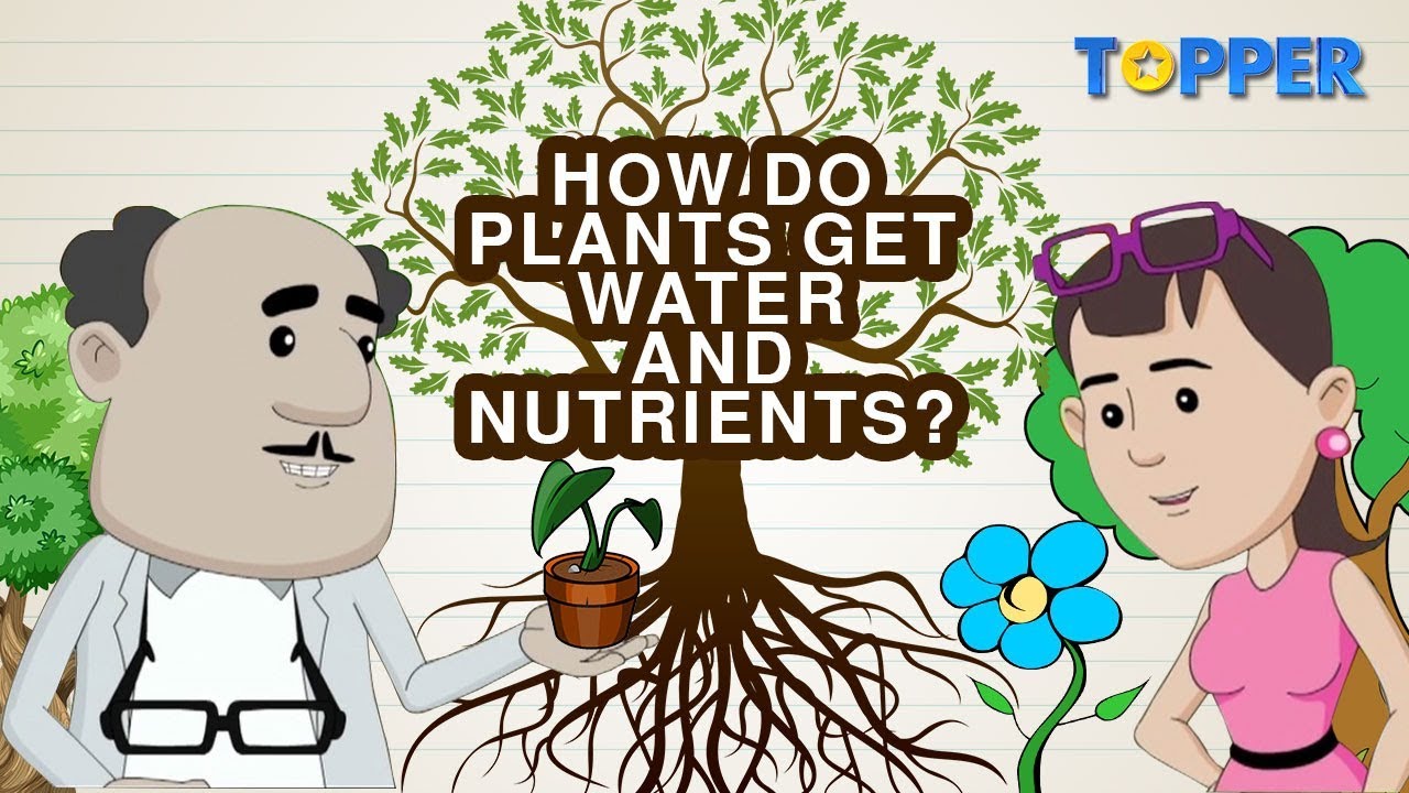 Transportation Of Water And Nutrients In Plants | Xylem And Phloem |Class 7Th Biology |