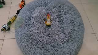 Caique Parrot Sleeping on Cat's Bed || 4K Videos || Funny Birds