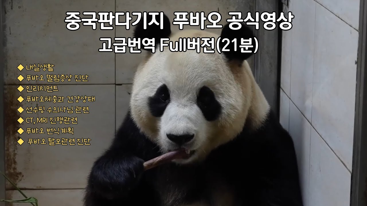 중국판다기지 공식영상 푸바오 관련 내용 21분 전체 번역본(방언 포함) 입니다. 건강상태와 내실생활이 포함되어 있습니다.