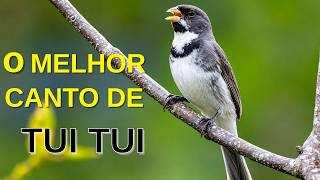 O MELHOR CANTO DE TUI TUI ZEL ZEL POR 10 HORAS