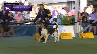 English Foxhounds | Breed Juging 2023