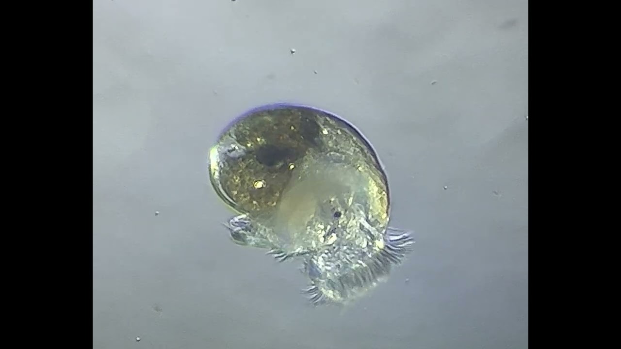  Golden Pearls 5-50 Microns (Powder) for Newly Hatched