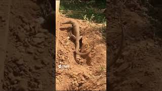 ? බිත්තර මුර කරනවා , Monitor lizard protecting eggs srilanka lizards animals egg thalagoya