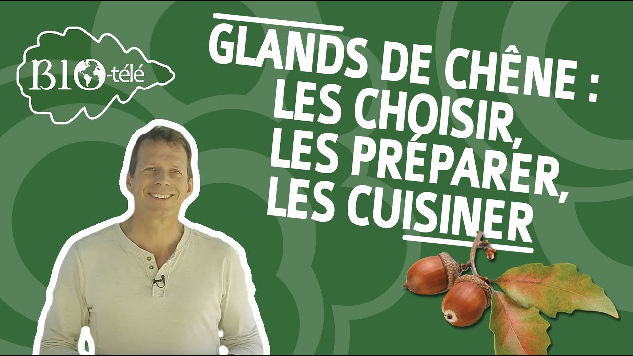GLANDS DE CHÊNE : LES CHOISIR, LES PRÉPARER, LES CUISINER