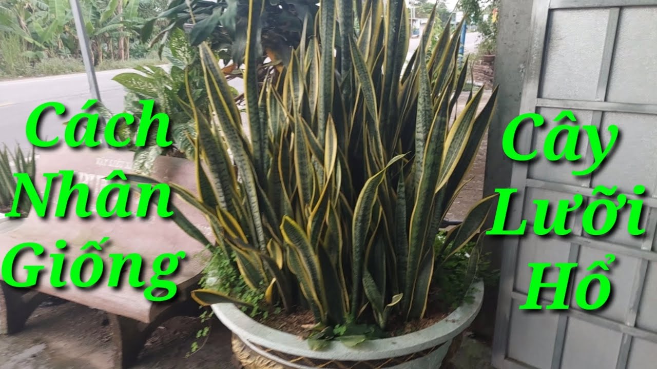 90phut tv live game slot jili🦖Đăng ký Cách Nhân Giống Cây Lưỡi Hổ Từ Lá