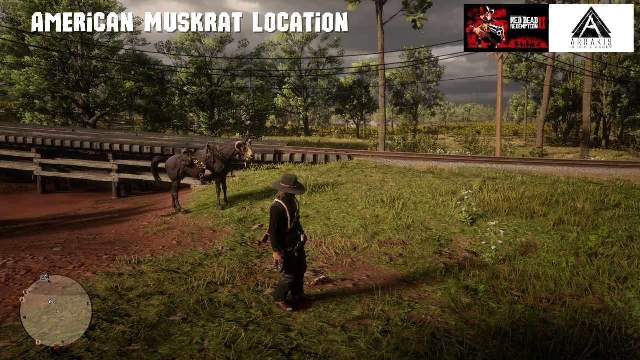 Red Dead Redemption 2 American Muskrat Location arrakisstudio gaming