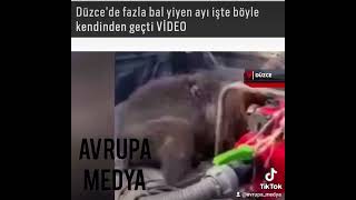 🐻YAVRU AYI BALI FAZLA YEDİ BAYGINLIK GEÇİRDİ