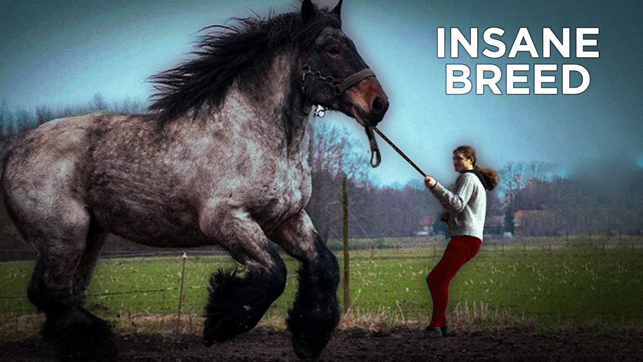 You WON'T Live long Enough To See This RARE Horses!