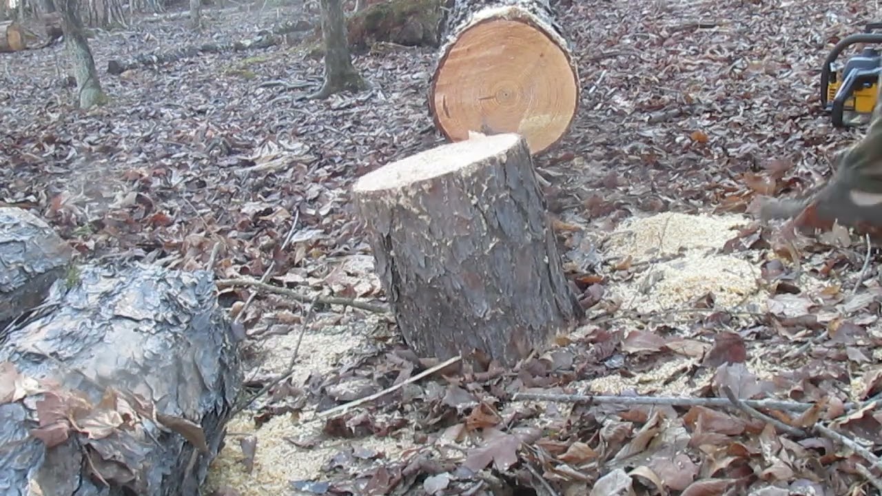 Tanaka ECS 415 Chainsaw Cutting Pine.