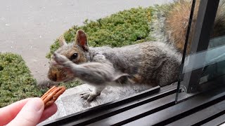 New squirrel smacks the nut out of my hand by Squirrels at the window 13,869 views 1 month ago 3 minutes, 51 seconds