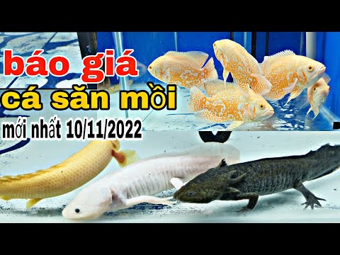 Video Cá săn mới nhất 10/11/2022@Cá kiểng. Vn - youtube