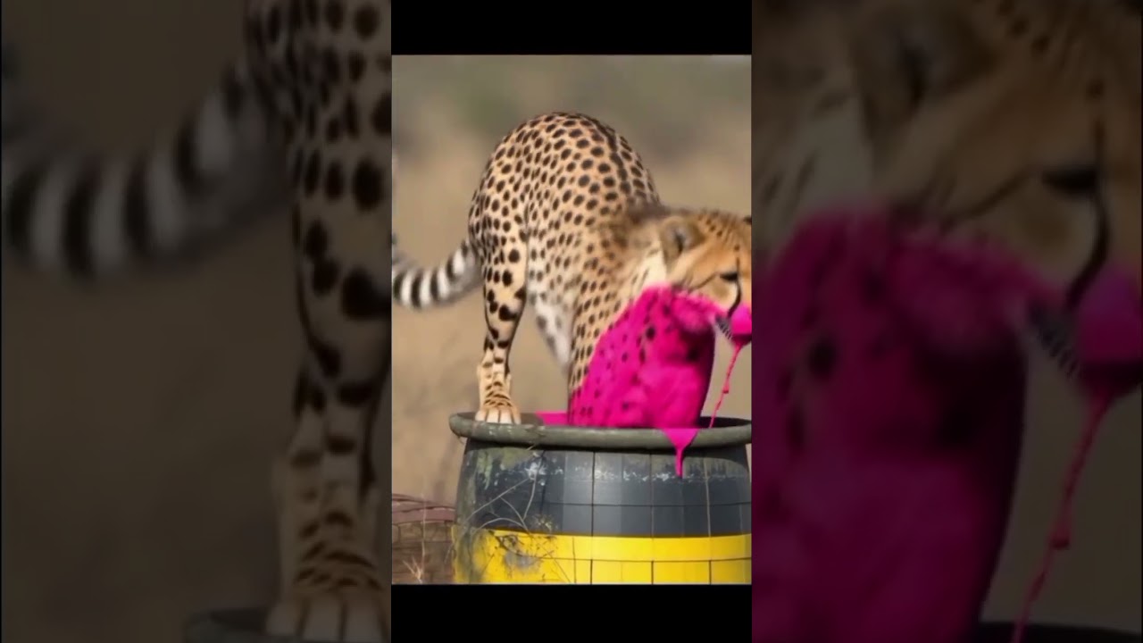 When the hunter fails.the Pink Panther is born!