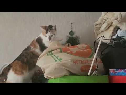 попался хитрый хвост ) - YouTube