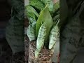 #update #plants #gardening #snakeplantcare #fypシ゚viral #fypシ #viralshort #viralvideo #fun #hilights