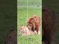 The Story of a lion and the Cubs