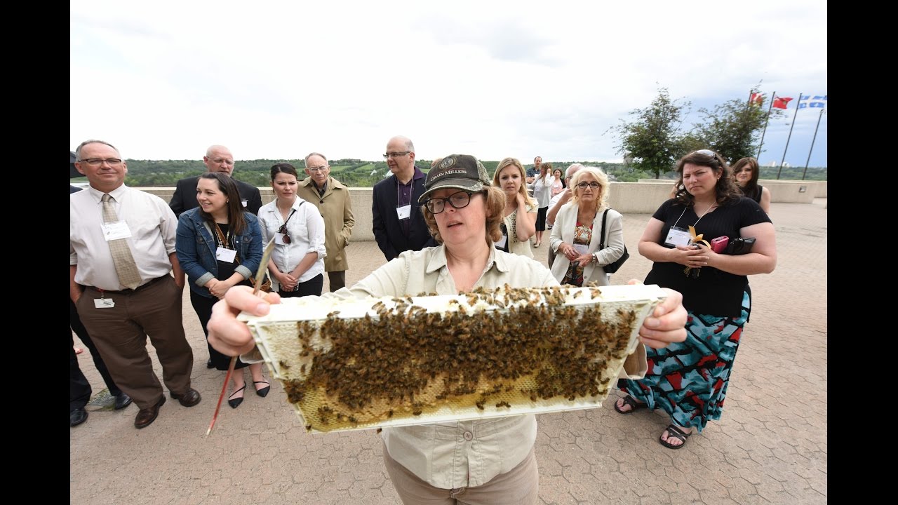 Beekeeping at the Edmonton Convention Centre YouTube