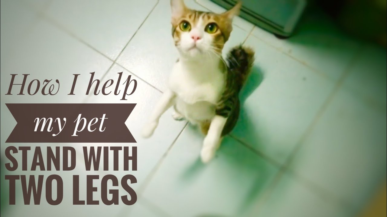 How I Teach My Cat To Stand Up My Pet Be Happy Youtube