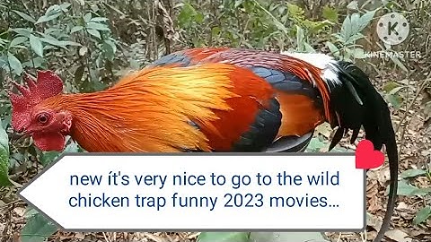 bẫy gà rừng mới nhất 12/3/2023(số o1) dib qaib tuaj ceev tiag2