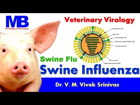 Video: Swine Influenza' Dari Perspektif Doktor Haiwan (sekarang, Bolehkah Kita Semua Berhenti Menyalahkan Babi?)
