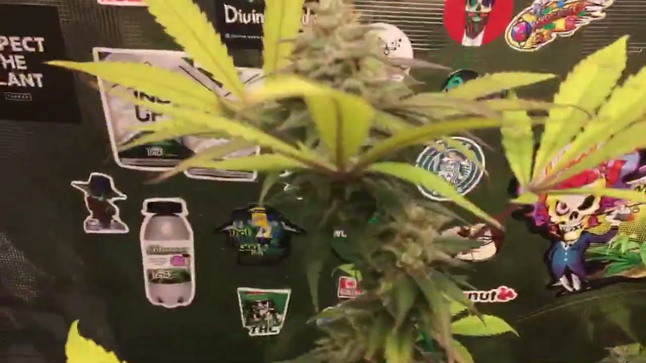 ThatFrigginGuyFromHamilton - Marshydro Fc E3000 Grow Journal Week 7 Flower and The Enhancer by TNB