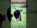 Brave Buffalo fights off Lions to save her calf. Epic wildlife rescue.