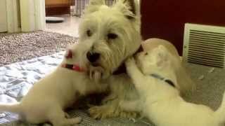 Westie Puppies Playing with Their Dad